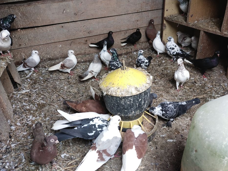 Gołębie wiedynki, budapeszty, inne