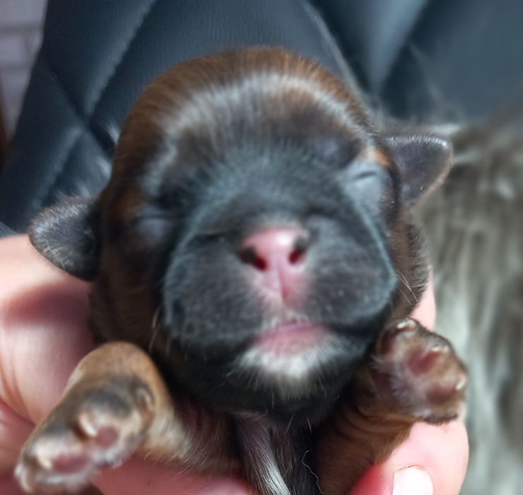 Shih-Tzu suczka odbiór przed świętami