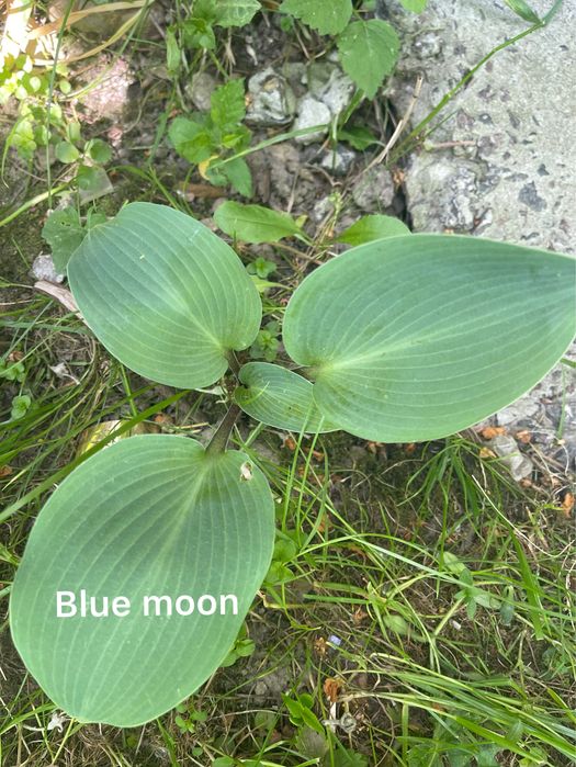 Набір хост сім  видів