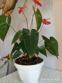 Растение комнатное Антуриум