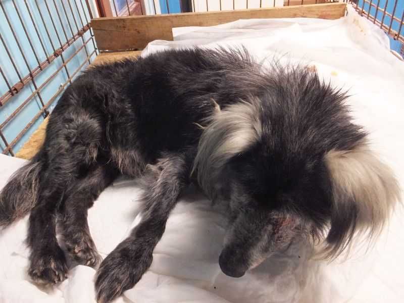 WRZESZCZA mała starsza suka, czarno siwa do adopcji