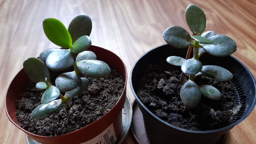 Avocado w doniczce wys-78cm-20zl
