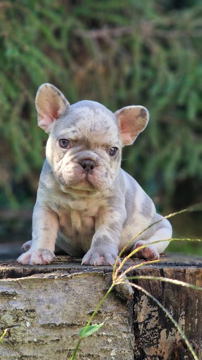 В редком окрасе мальчик