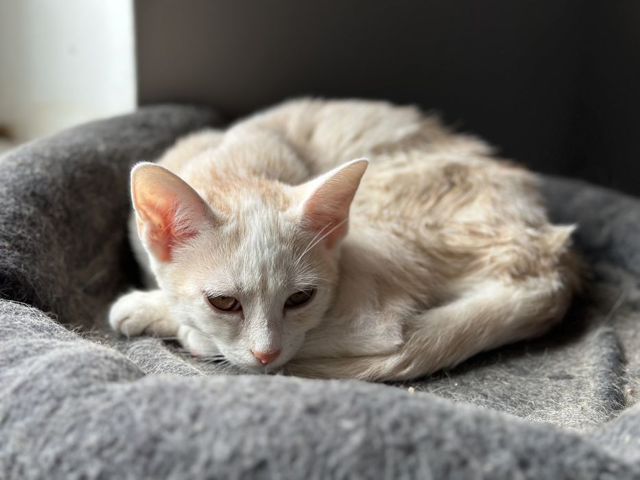 Wyjątkowe dwupaki szukają człowieków