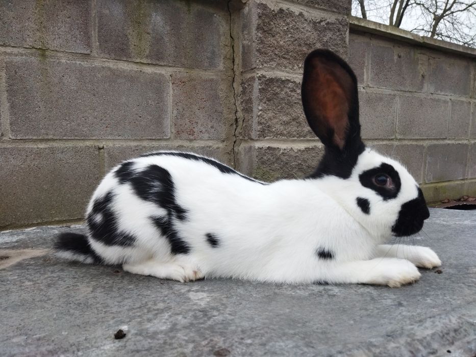 Кролі НСВ молоді самці