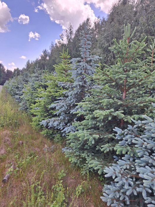 Świerk srebrny, kłujący wys. 1m do 3m