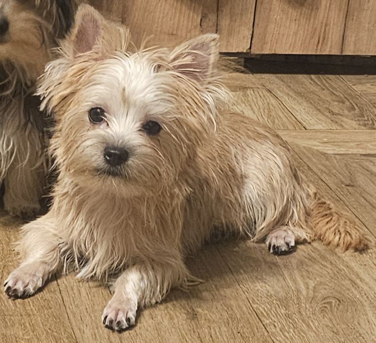 Yoreczka - Mała cudowna piękność