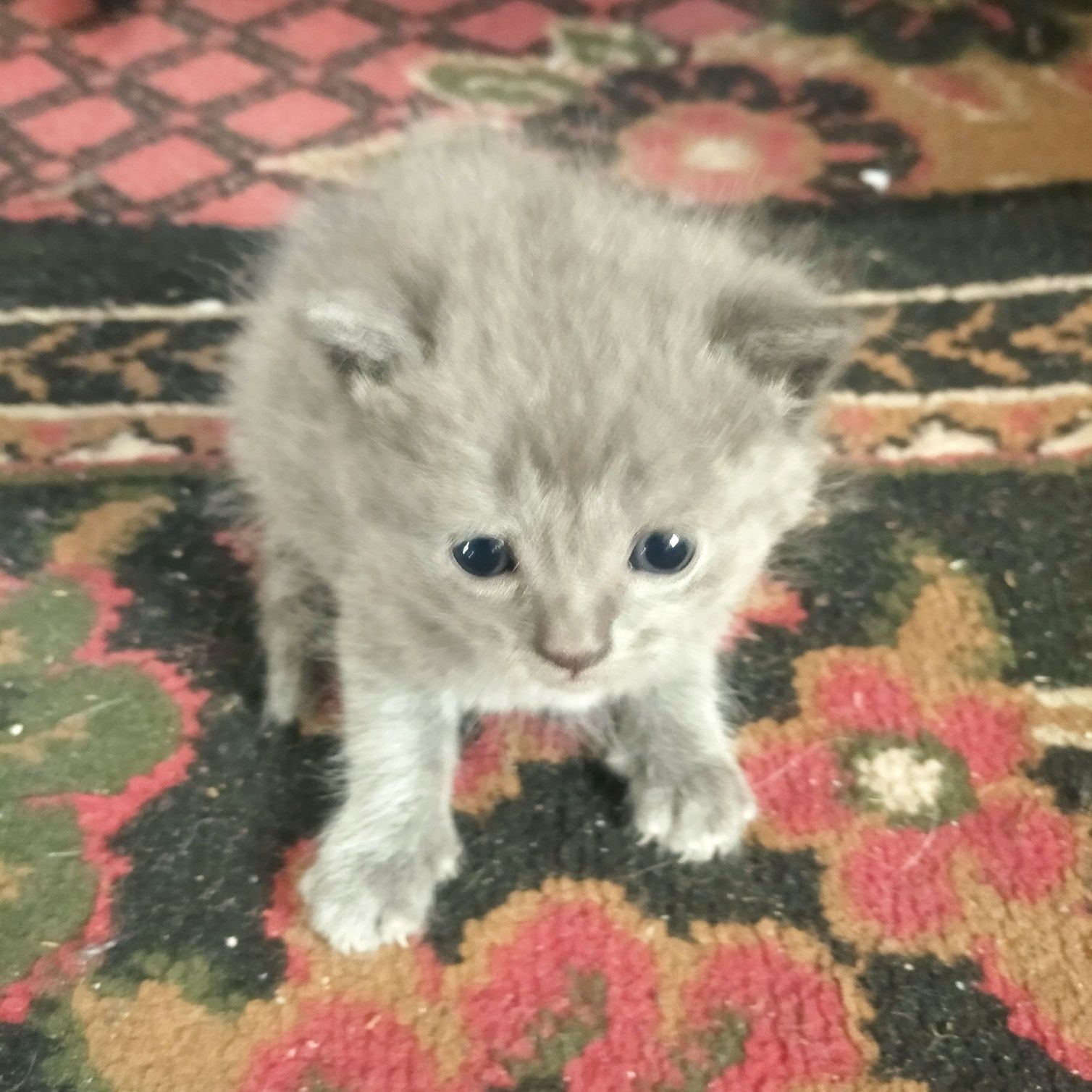 Кошенят в гарні руки
