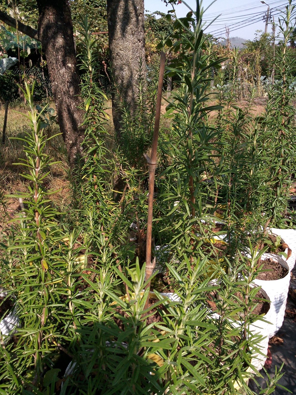 Plantas para o seu jardim