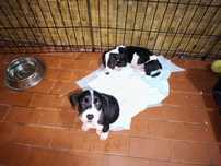 Cães bebés para adoção