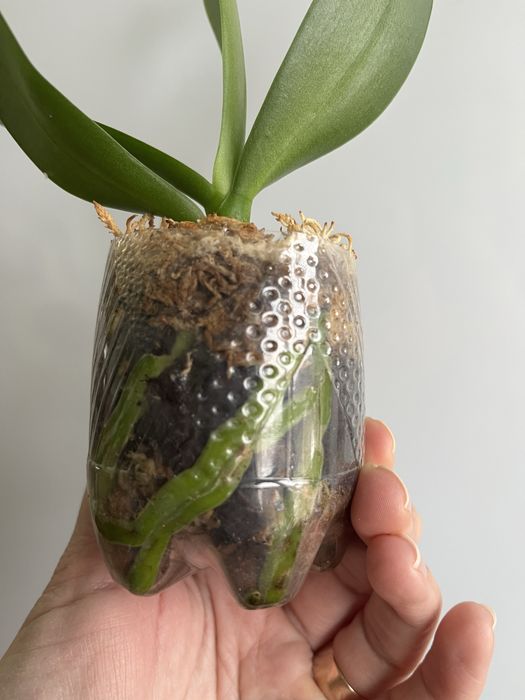 Фаленопсис-сюрприз