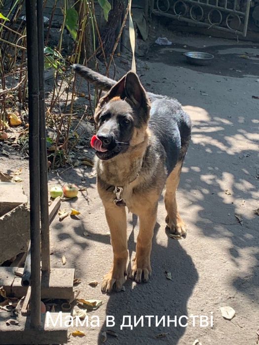 Цуценята німецької вівчарки
