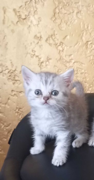 Продам хлопчика шотландця