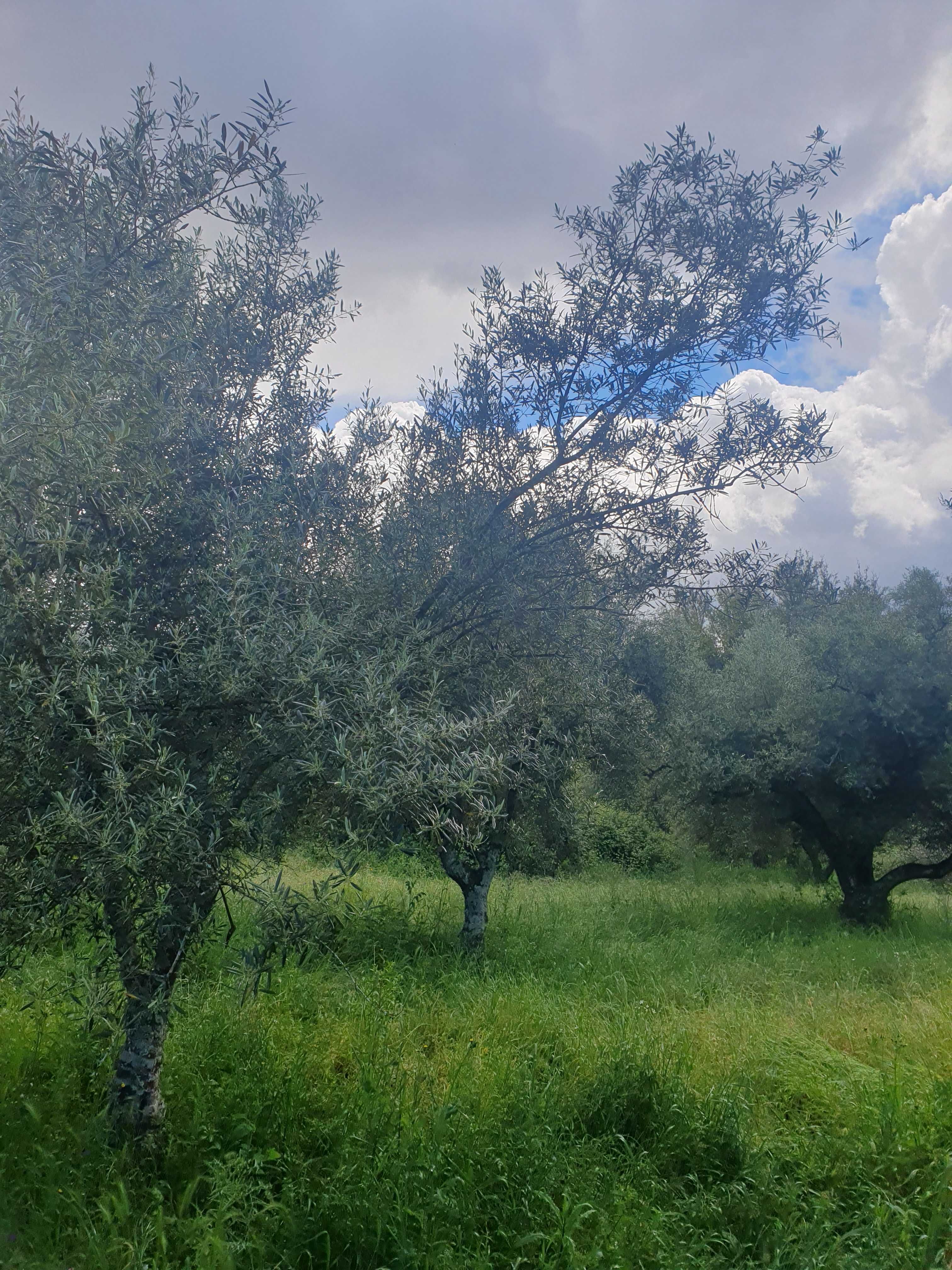 Vende se Terreno Rustico com oliveiras na aldeia de Roios, Vila Flor
