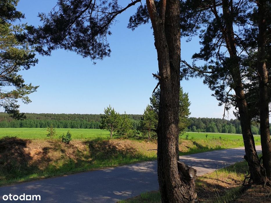 Działki w lesie z prawem zabudowy i uzbrojeniem 32km od Białegostoku