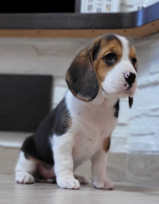 Beagle Śliczny Tricolorek