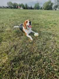 Beagle do adopcji