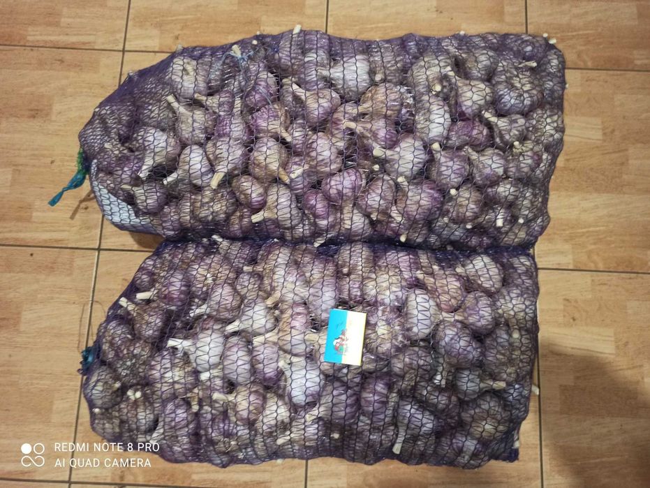 Продам часник,чеснок.