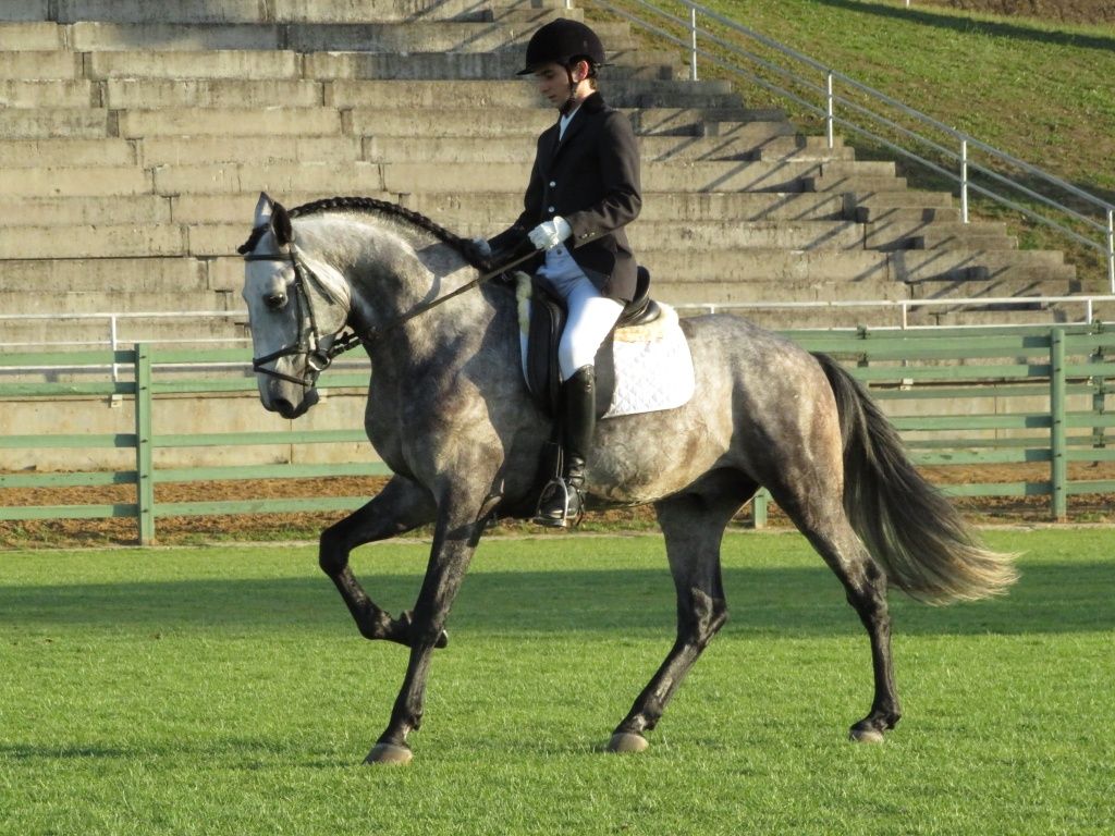 Conjunto de Cavalo Lusitano montado e engatado, jardineira e arreios