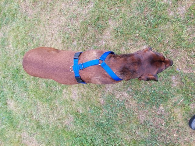 szelki guard sunka basic dla psa l-xl