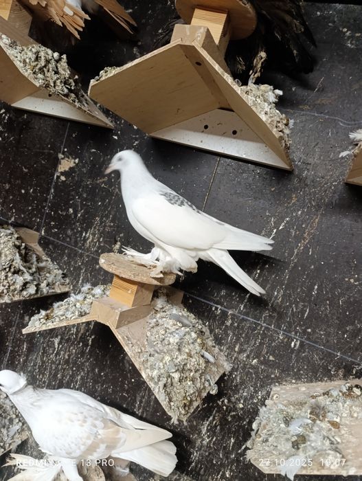 Srebniaki sercowe jasne kosmate