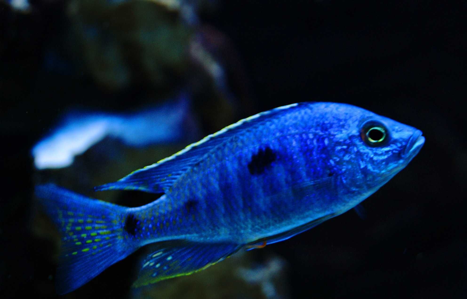 Copadichromis azureus - Pyszczak - dowozimy do klienta, wysyłamy