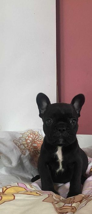 Buldog francuski szczenię unikatowe z rodowodem