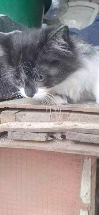 Отдам бесплатно котят