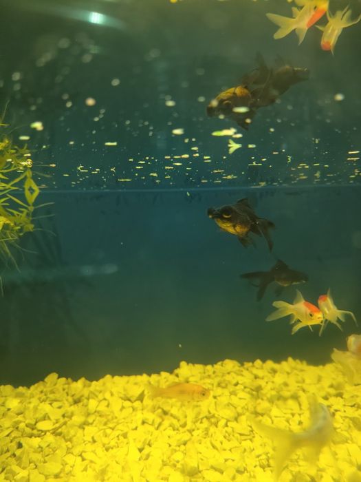 Peixes água fria apartir de 2.50€