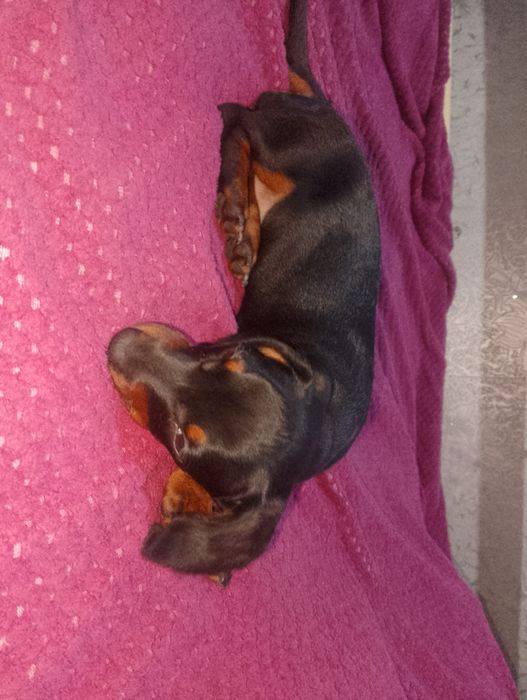 Чистокровная такса девочка