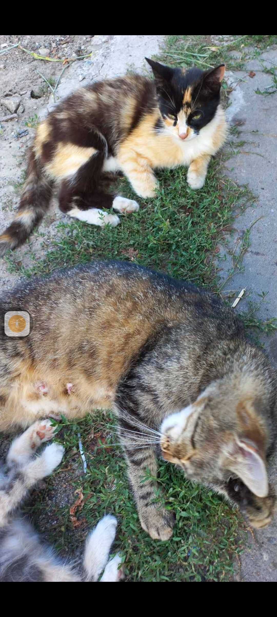 Отдам кошечек трёхцветную и серую
