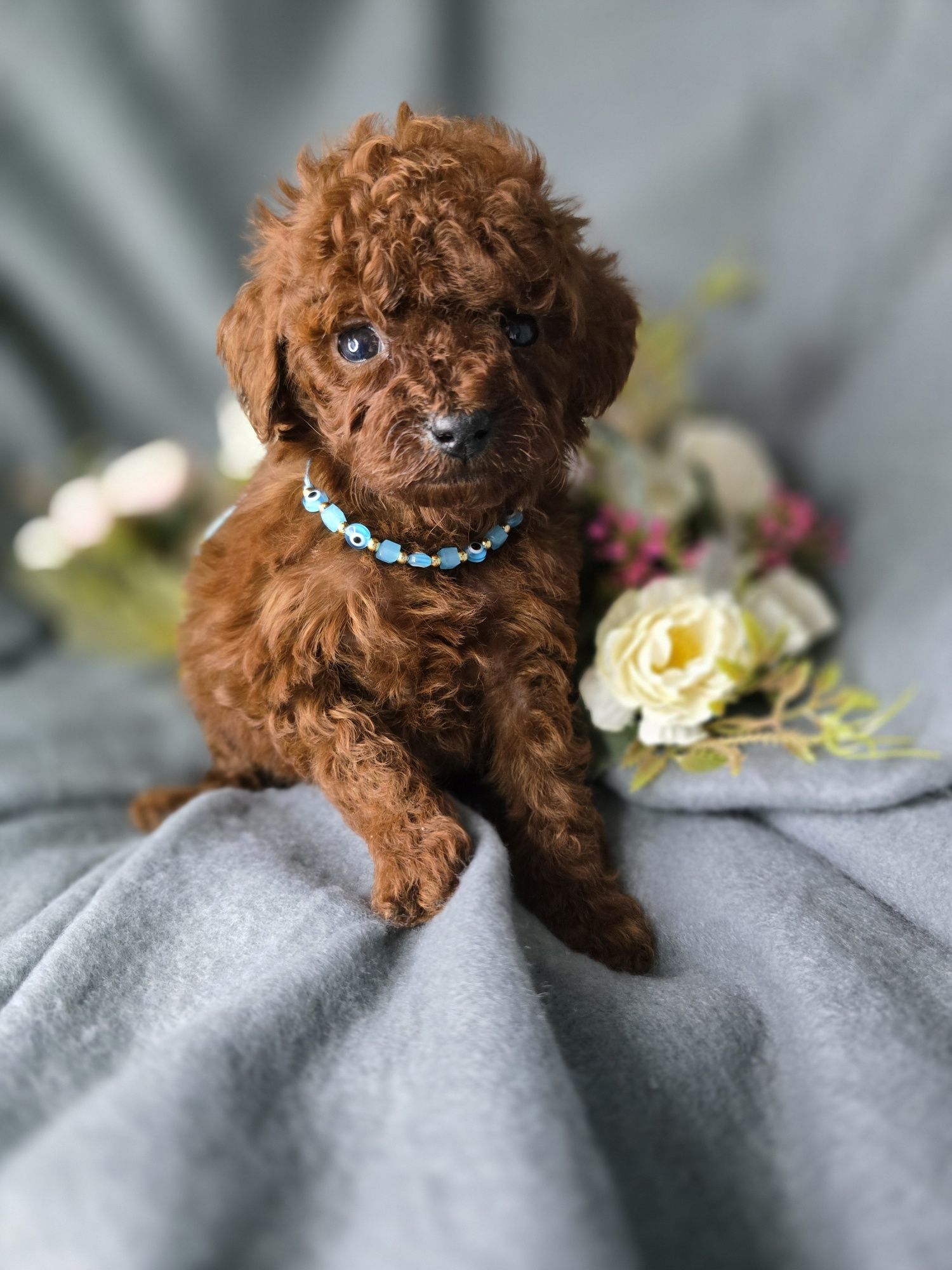 Pudel miniaturowy red brown