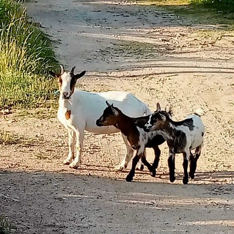 Cabra ana com duas crias