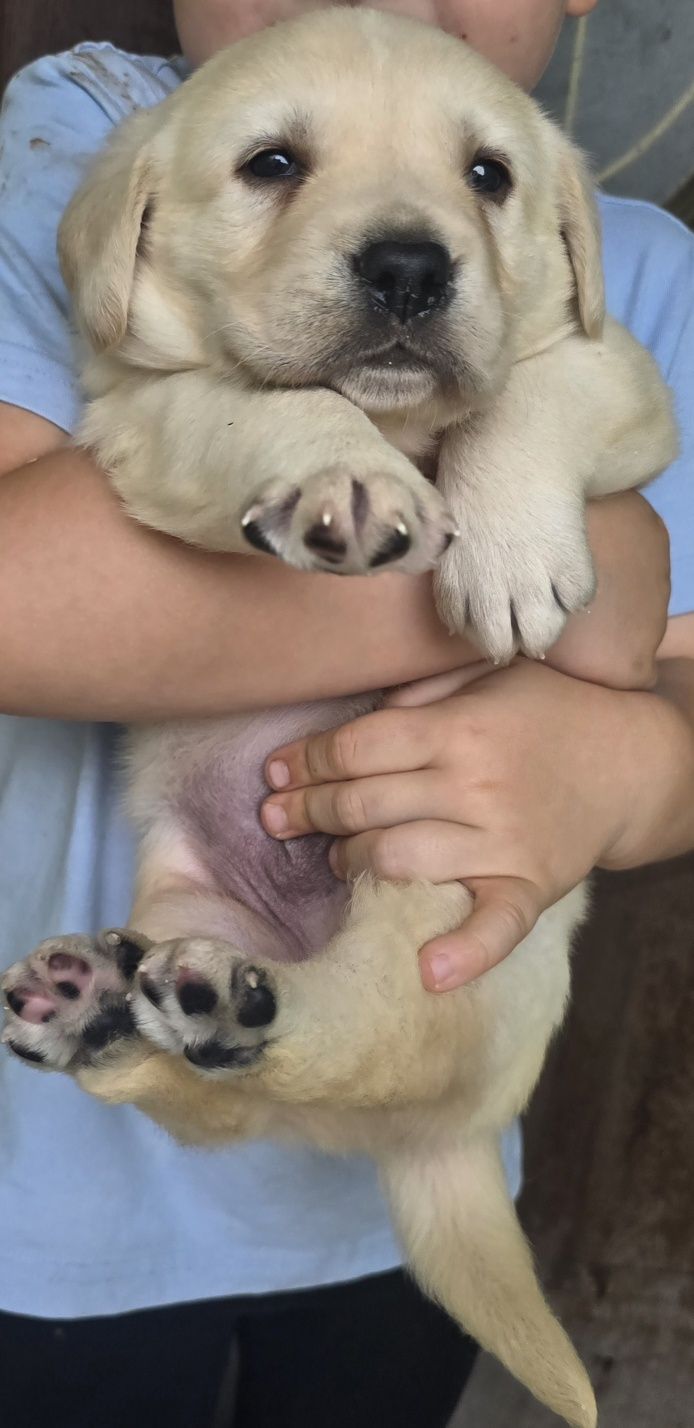 Labrador,  szczeniak