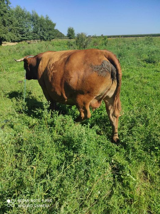 Piękna limuzyna, cielna 9 miesiąc