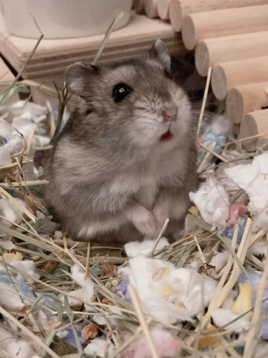 Приймаю замовлення на джунгарських хом’ячків!