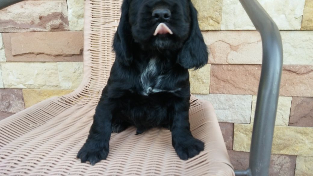 Cocker spaniel angielski Piesek