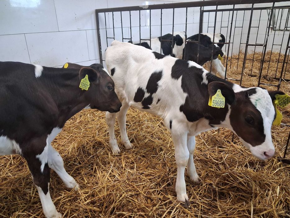 byczki cielaki cielęta statery