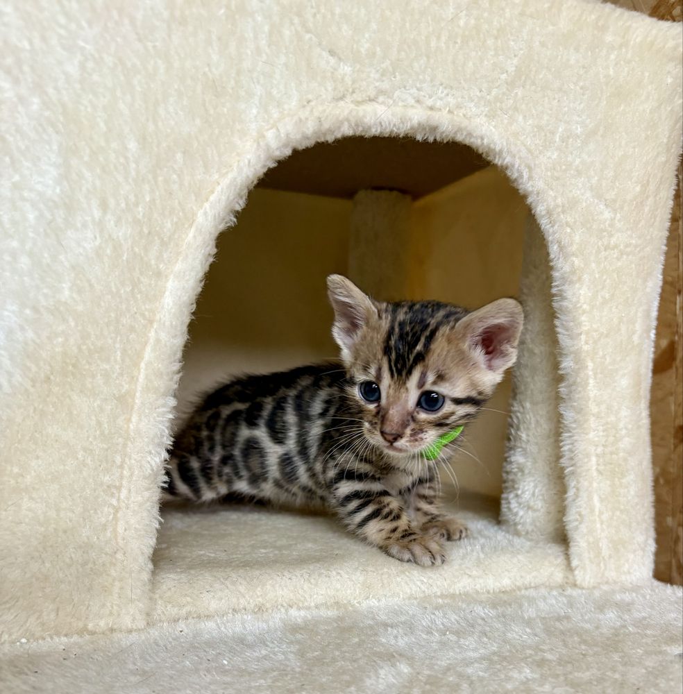 Gata Bengal com pedigree e afixo
