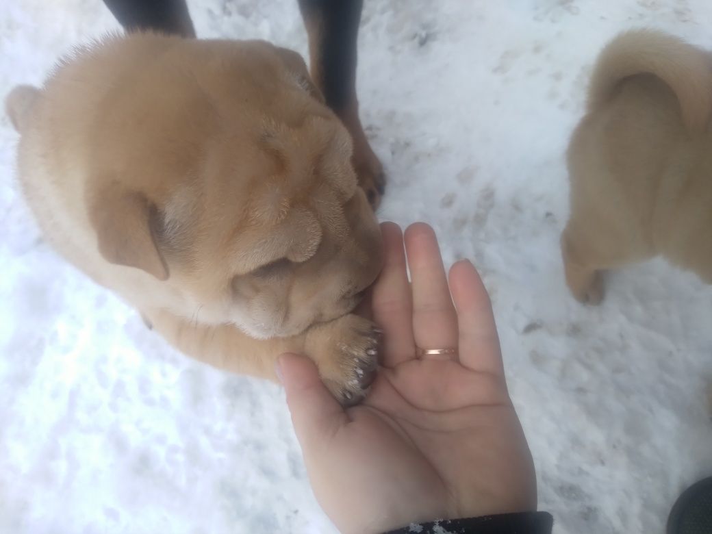 Щенки шарпея(бронь)