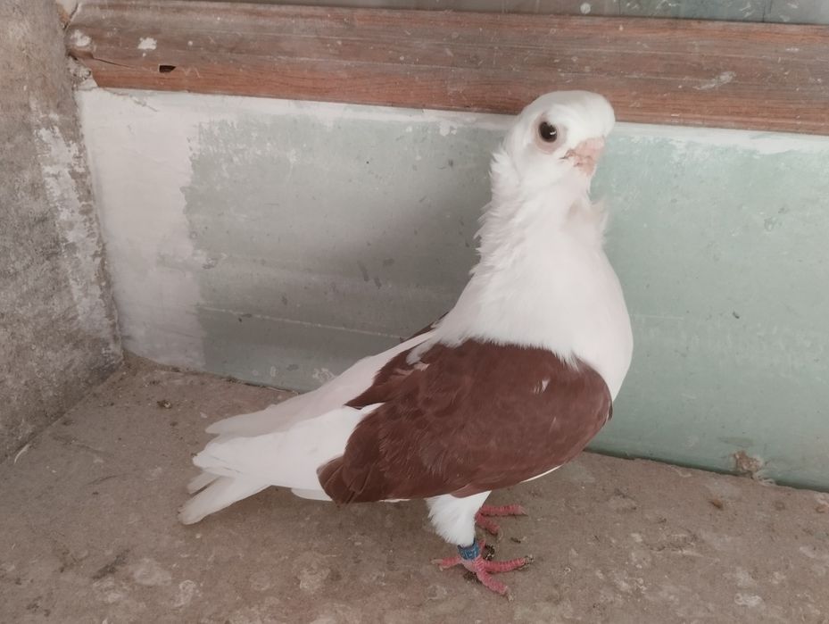 Mewka polska samczyk czerwony 2024r