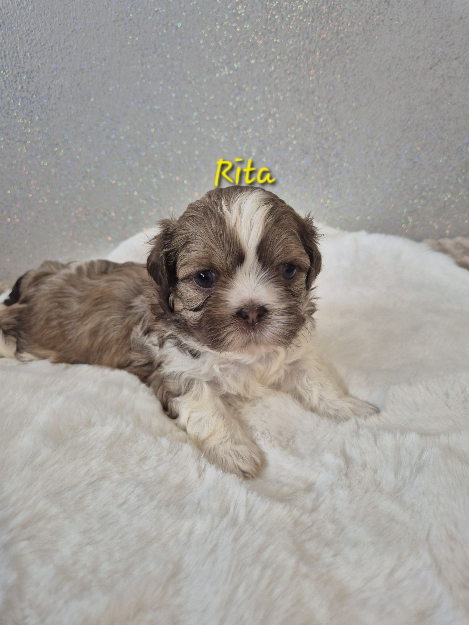 Shih tzu Rita dziewczynka
