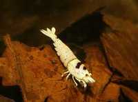 Caridina Crystal Black Smiley / Snow White