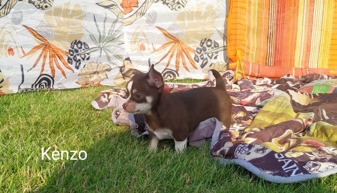 Piesek Chihuahua krótkowłosy