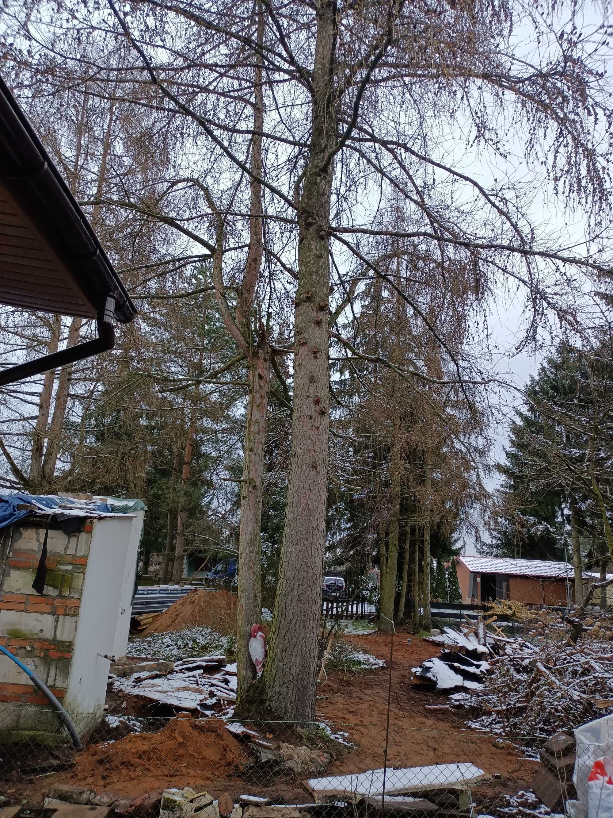 Drzewa modrzew na opał, dla stolarzy