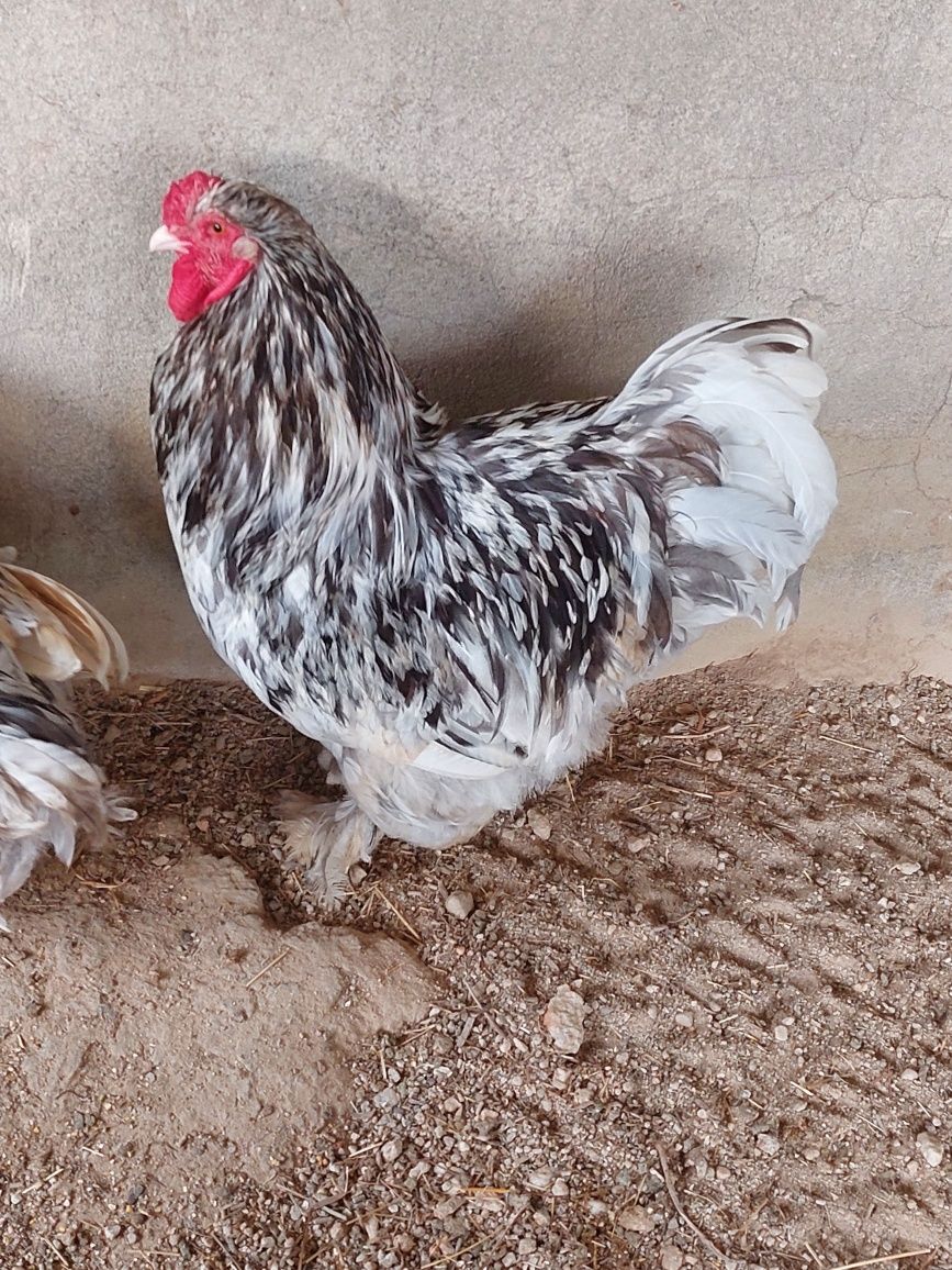 Trio Brahmas Splash e Black