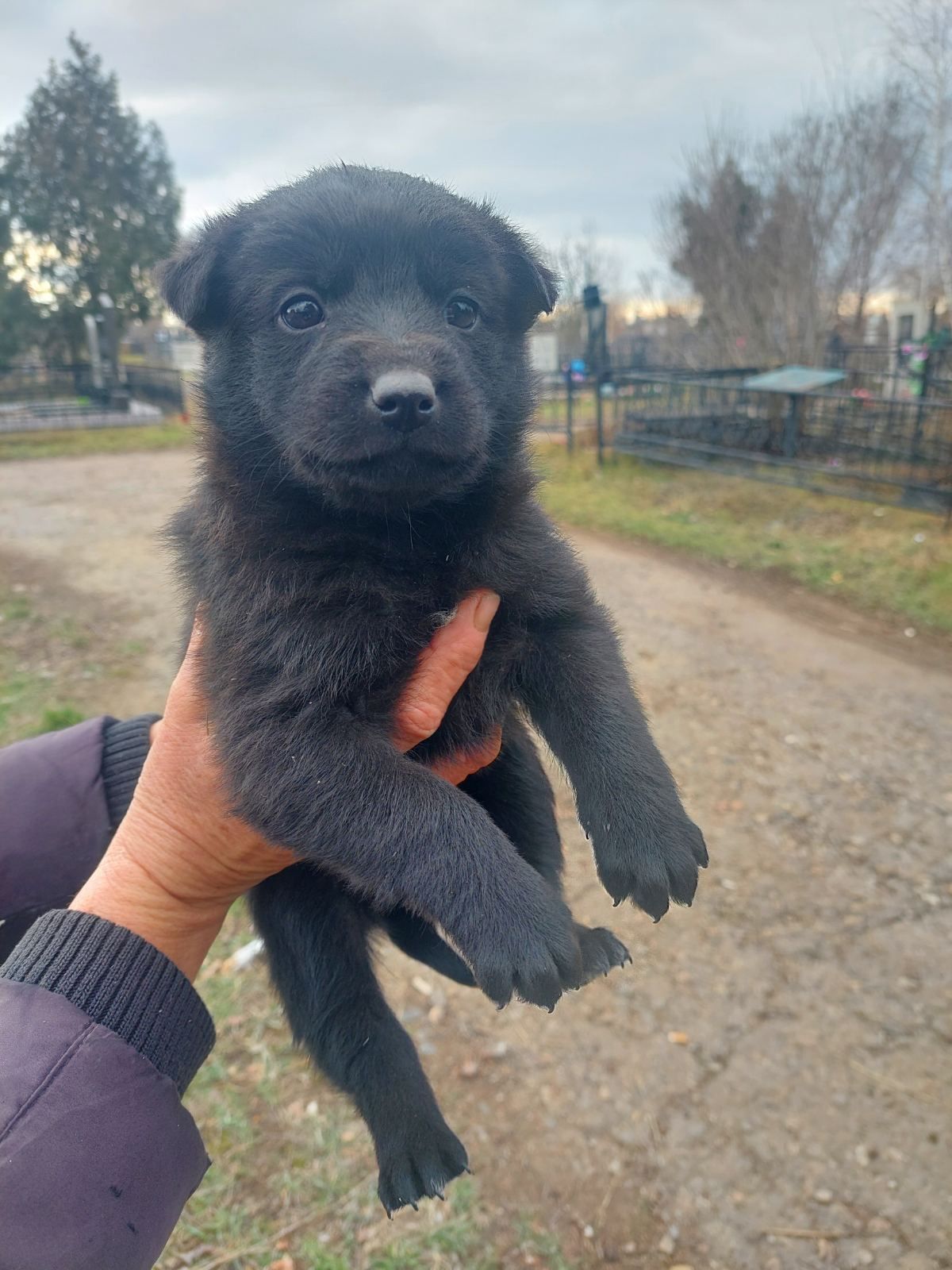 Щенята, 2,5 мес.