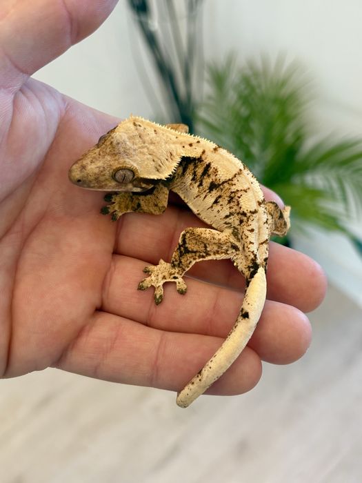 Gekon orzęsiony samica creamy extreme