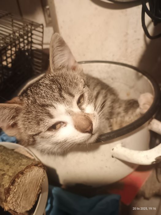 Trzy kicie szukają domu