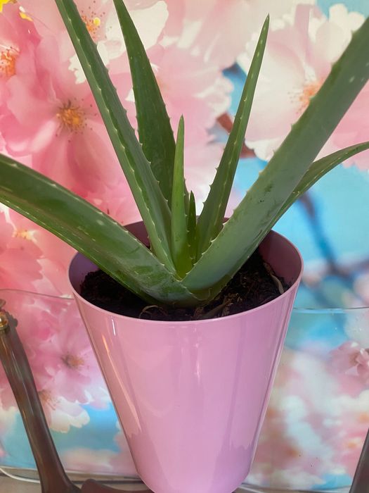 Aloé Vera Medicinal